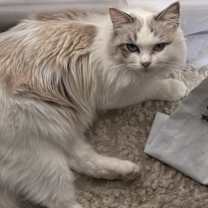 Thumbnail photo of Daphne #2