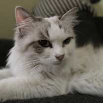 Thumbnail photo of Daphne #4