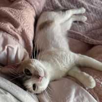 Thumbnail photo of Victrola #3