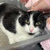 Thumbnail photo of Frenchie #1