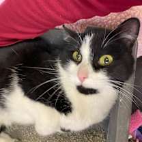 Thumbnail photo of Frenchie #2