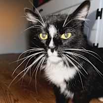 Thumbnail photo of Gigi #1