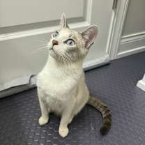 Thumbnail photo of Esprit #4