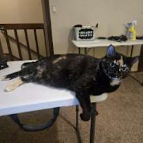 Thumbnail photo of Snickers #3