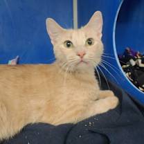 Thumbnail photo of Pumpkin #1