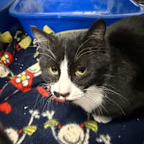 Thumbnail photo of Bacha #2