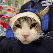 Thumbnail photo of George #2