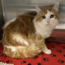 Thumbnail photo of Marshall #2