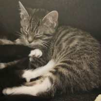 Thumbnail photo of Kitten Lottie #3