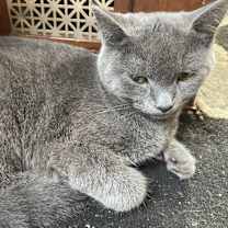 Thumbnail photo of Rosey #1