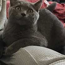 Thumbnail photo of Rosey #2