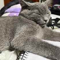 Thumbnail photo of Rosey #3