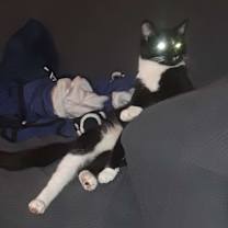 Thumbnail photo of Crowley #1