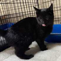 Thumbnail photo of Black Jack #4