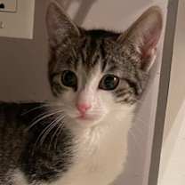 Thumbnail photo of Leia (LE) #3