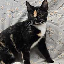 Thumbnail photo of Calliope #2