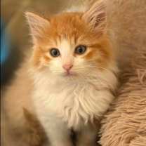 Thumbnail photo of Hanz #1