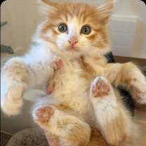 Thumbnail photo of Hanz #2