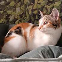 Thumbnail photo of Aries #2