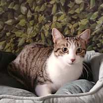 Thumbnail photo of Ash #2