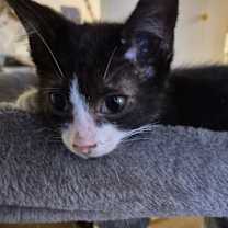 Thumbnail photo of Jamocha Shake #1