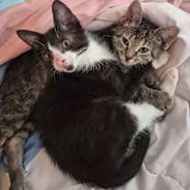 Thumbnail photo of Jamocha Shake #4