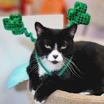 Thumbnail photo of Sugar Cookie #2