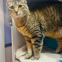 Thumbnail photo of Sadie #2