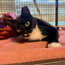 Thumbnail photo of Beetlejuice #3