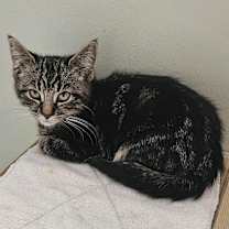 Thumbnail photo of Rosa #3