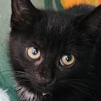 Thumbnail photo of Little Joey #1