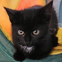 Thumbnail photo of Little Joey #4