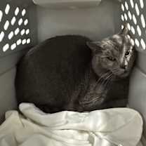 Thumbnail photo of Storm Shadow #2