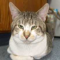 Thumbnail photo of Apollo #1