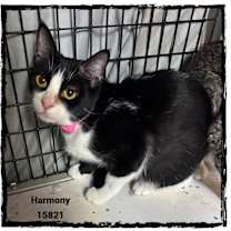 Thumbnail photo of HARMONY #1