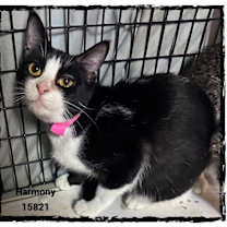 Thumbnail photo of HARMONY #4