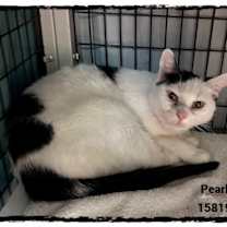 Thumbnail photo of PEARL #1