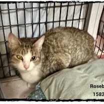 Thumbnail photo of ROSEBUD #2