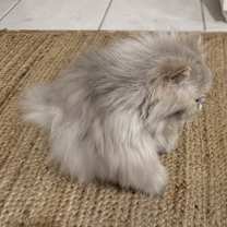 Thumbnail photo of Pepe #2