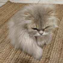 Thumbnail photo of Pepe #3