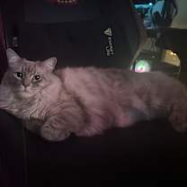 Thumbnail photo of Lychee #2