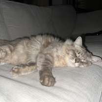 Thumbnail photo of Lychee #3