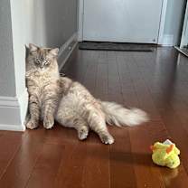 Thumbnail photo of Lychee #4