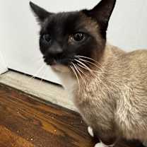 Thumbnail photo of Milo #3