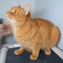 Thumbnail photo of Annie #4