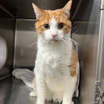 Thumbnail photo of George (Holland Cat Cove) #1