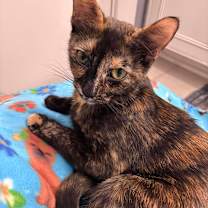 Thumbnail photo of Pizzelle #4