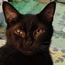 Thumbnail photo of FOUND Black Cat  #4