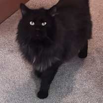 Thumbnail photo of Shadow #1