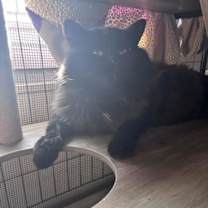 Thumbnail photo of Shadow #3